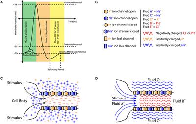 Action Potential: A Vortex Phenomena; Driving Membrane Oscillations